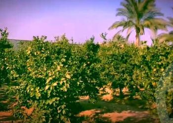 مزرعة 21 فدان