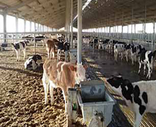 أحواض الشرب