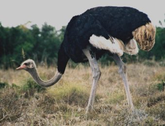 أسعار النعام