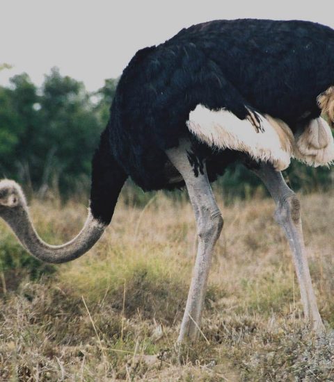 أسعار النعام