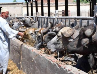 مشروع البتلو سعر الجاموس