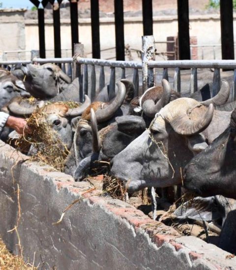 مشروع البتلو سعر الجاموس