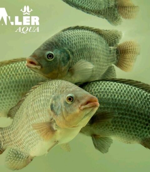 اللر أكوا إيجيبت