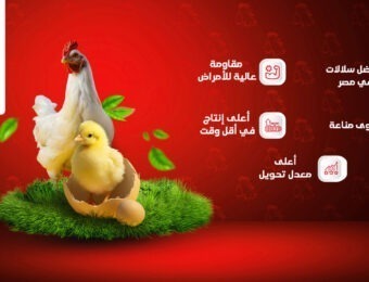 طنبول للدواجن