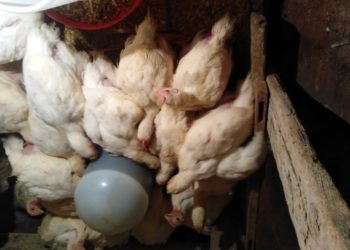 فراخ ابيض أورجانيك