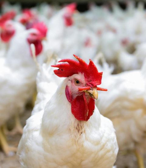 أسعار الدواجن البيضاء والبلدي