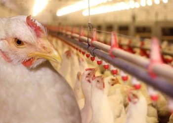 عاجل .. تغريم 5من كبار سماسرة الدواجن 150مليون جنية