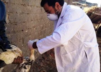 مديرية الطب البيطري بالشرقية تقوم بأعمال تحصين ضد إنفلونزا الطيور