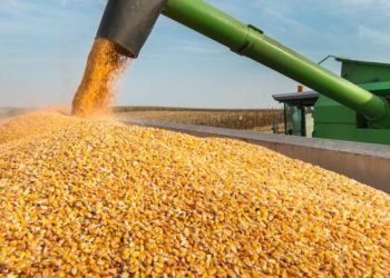 بعد جلسات عاصفة .. 146 سنت مكاسب أسبوعية لبورصة ذرة صفراء وصويا