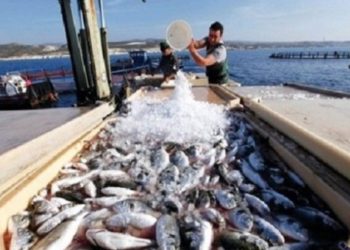 لمربي الدواجن والأسماك..15 نصيحة لمواجهة ارتفاع درجات الحرارة