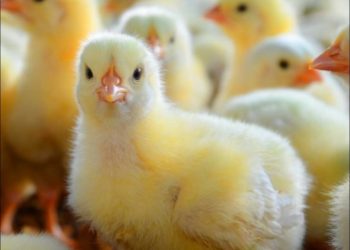 الوصايا العشر لتجنب مشاكل التسمين في الفترة الحالية