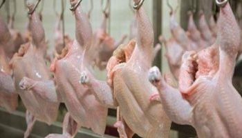 شعبة الدواجن بالقاهرة :لهذه الأسباب أسعار بيع الدواجن بالمحلات ستنخفض  5جنية خلال يومين