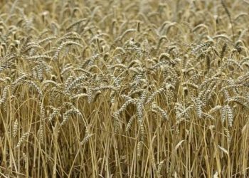 هيئة السلع المصرية تطلب قمحا للشحن في 1-10 أغسطس