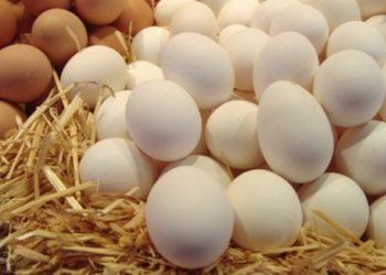 الزراعة توافق على تصدير بيض تفريخ كتكوت دجاج بياض إلى دولة الإمارات العربية