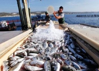 خبير ثروة سمكية: مصر لا يوجد بها تنوع في الأسماك