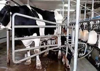 الزراعة: تطوير مزارع الألبان بأمر من السيسي