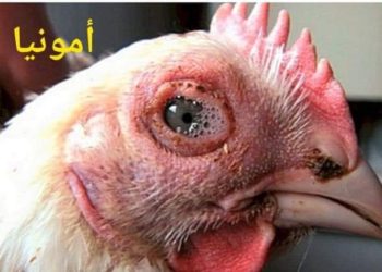 « الأمونيا » ما هي مخاطرها على صحة الطائر ؟؟.. معلومات هامة ينبغي لمربي الدواجن أن يعرفها