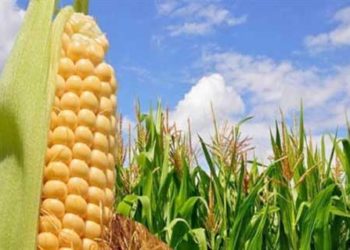 بورصة شيكاغو للحبوب :  تثير  أزمة بين المربين وشركات الأعلاف.. بسبب وصول الذرة الصفراء إلي 5450  للطن الواحد