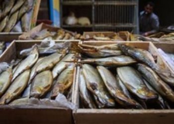 اعرف قبل الشراء ..أسعار الأسماك والرنجة والفسيخ في منافذ المجمعات الاستهلاكية