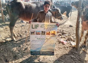 صندوق التأمين على الثروة الحيوانية يطلق قافله بيطرية توعوية في سوق الماشية بمحافظة المنوفيه