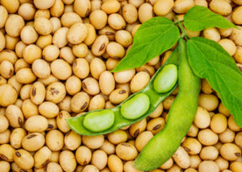 تقرير أمريكي يكشف سبب انخفاض الصويا خلال الفترة الحالية