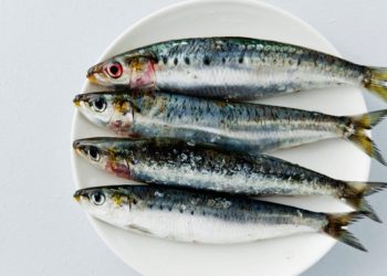باحثون :أسماك السردين تقي من مرض السكري