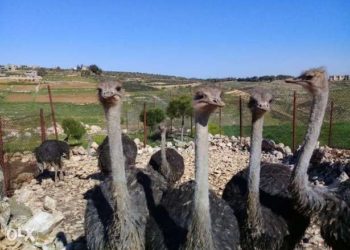 مربين لحم الملوك : جلد النعام وصل إلي 650دولار.. وتصدير متوقف منذ 2005