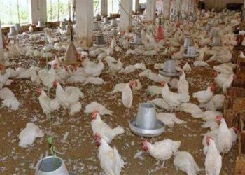 منير السقا : يجب أن يكون  للـ «سماسرة » دور في اللجنة العليا لتنظيم صناعة الدواجن