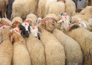 خاص| مدير إدارة التسويق بوزارة الزراعة يكشف أسعار وأماكن حجز أضاحي عيد الأضحى غداً