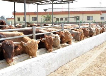 قرض شراء العجول البتلو