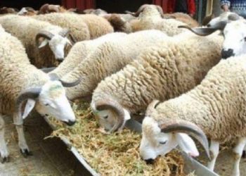 المغرب: ترقيم 5.8 مليون من الأغنام والماعز استعدادات لعيد الأضحى المبارك