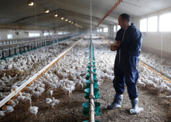 السعودية تحذر العالم من إستيراد الدواجن الفرنسية