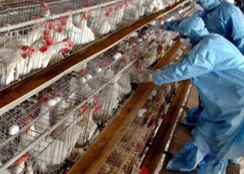 الزراعة : لا صحة لظهور بؤر جديدة لإنفلونزا الطيور H10