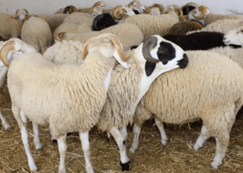 آليات شراء أضحية العيد خالية من الأمراض ؟