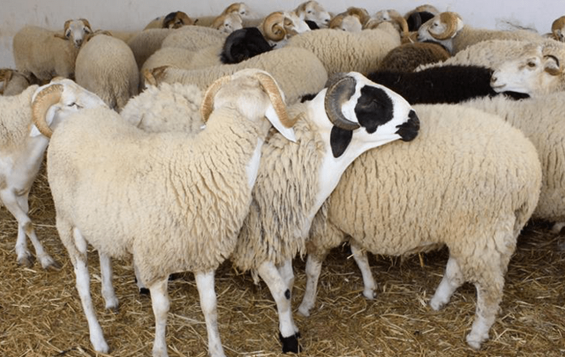 الإسهال في الأغنام (Diarrhea in sheep)