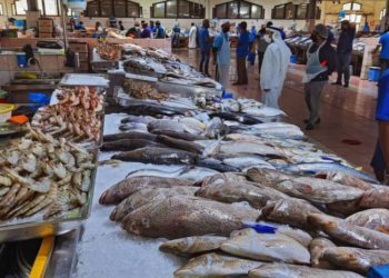 بورصة السمك اليوم .. كيلو البلطي  يتراوح بين (24 -20)