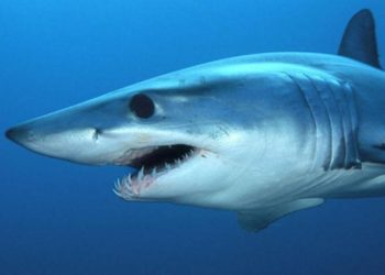 مرض جلدي يصيب أسماك القرش بماليزيا