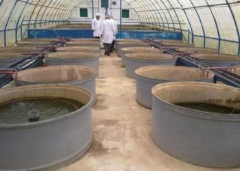 مكة للأعلاف