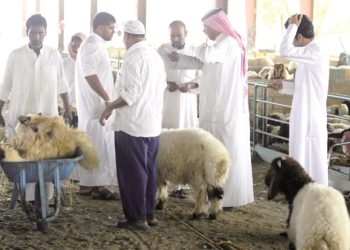 “أسباب ارتفاع أسعار المواشي في المدينة المنورة”