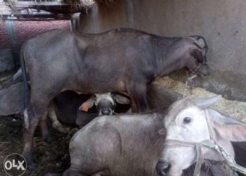 سعر الجاموس