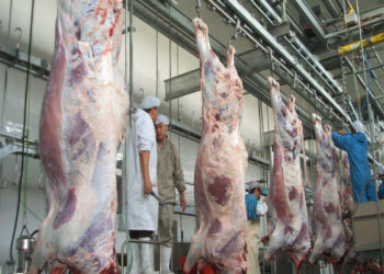 مجازر الوزارة مفتوحة للجميع لذبح الأضاحي مجاناً خلال أيام العيد