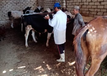 الزراعة: تحصين أكثر من 1.8 مليون جرعة ضد مرض الحمي القلاعية والوادي المتصدع