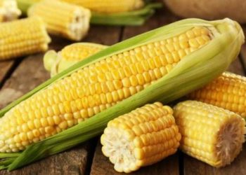 بعد 7جلسات..الذرة تتكبد خسائر نحو 74.18 سنت وصويا تخسر نحو 95.88 سنت