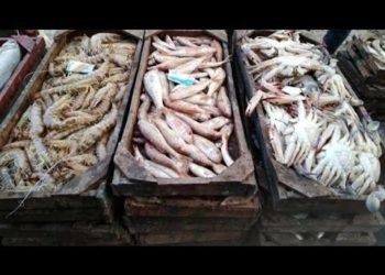 استقرار أسعار الأسماك مع اقتراب عيد الأضحى