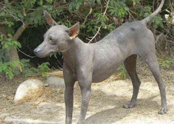 “«سلعوة» تفترس عددا من المواشي وتهاجم حظائر الطيور بالأقصر”