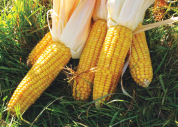 تحليل منتصف اليوم..بعد تعافي الذرة أمس الميل المتوقع لهذا اليوم «هابط»