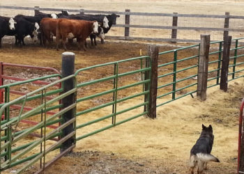 “الذئاب الرمادية تثير رعب مربي المواشي في كرواتيا”