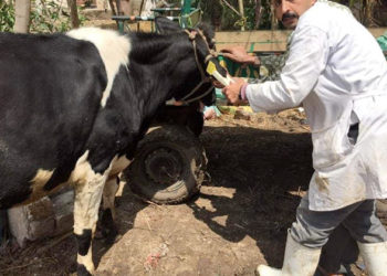 خطوة بخطوة..كيفية تفعيل « بوليصة تأمين » على المواشي لتحصين المربين من الخسائر