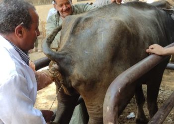 معهد التناسليات الحيوانية ينظم قافلة بيطرية مجانية  بـ بني سويف