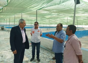 الزراعة: رئيس هيئة الثروة السمكية يتفقد مشروعات الثروة السمكية بمنطقة بورسعيد